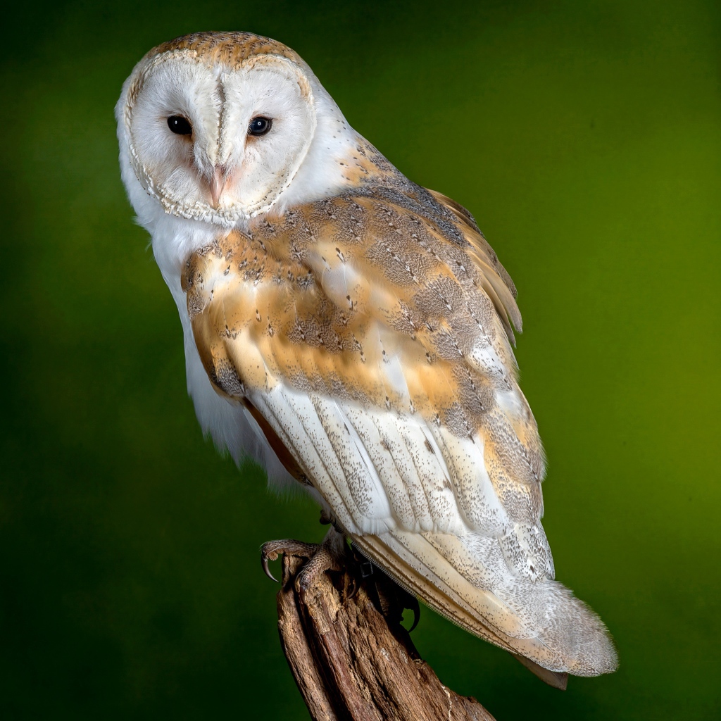 Обыкновенная Сипуха сидит на ветке на зеленом фоне