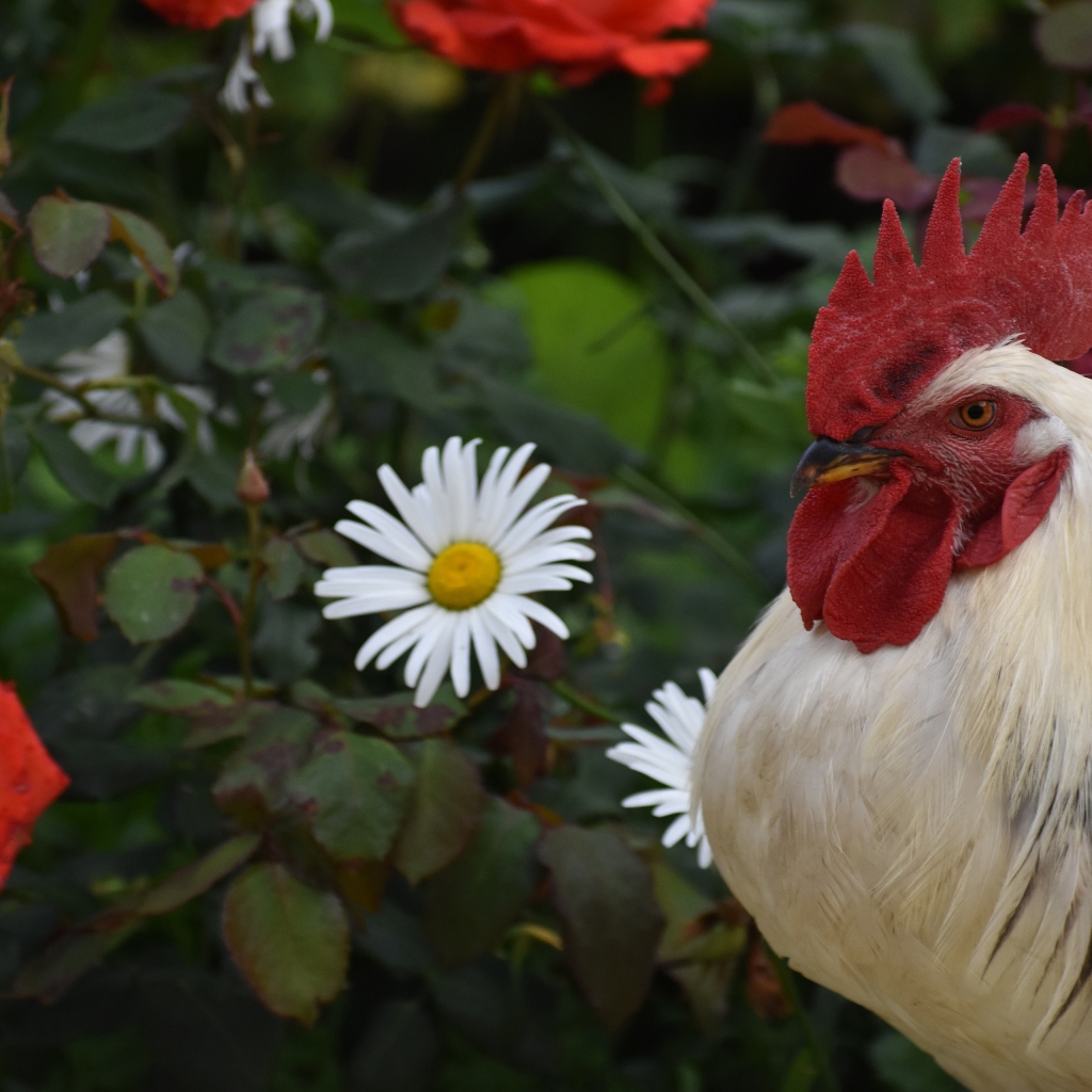 Красивый большой домашний петух на фоне роз