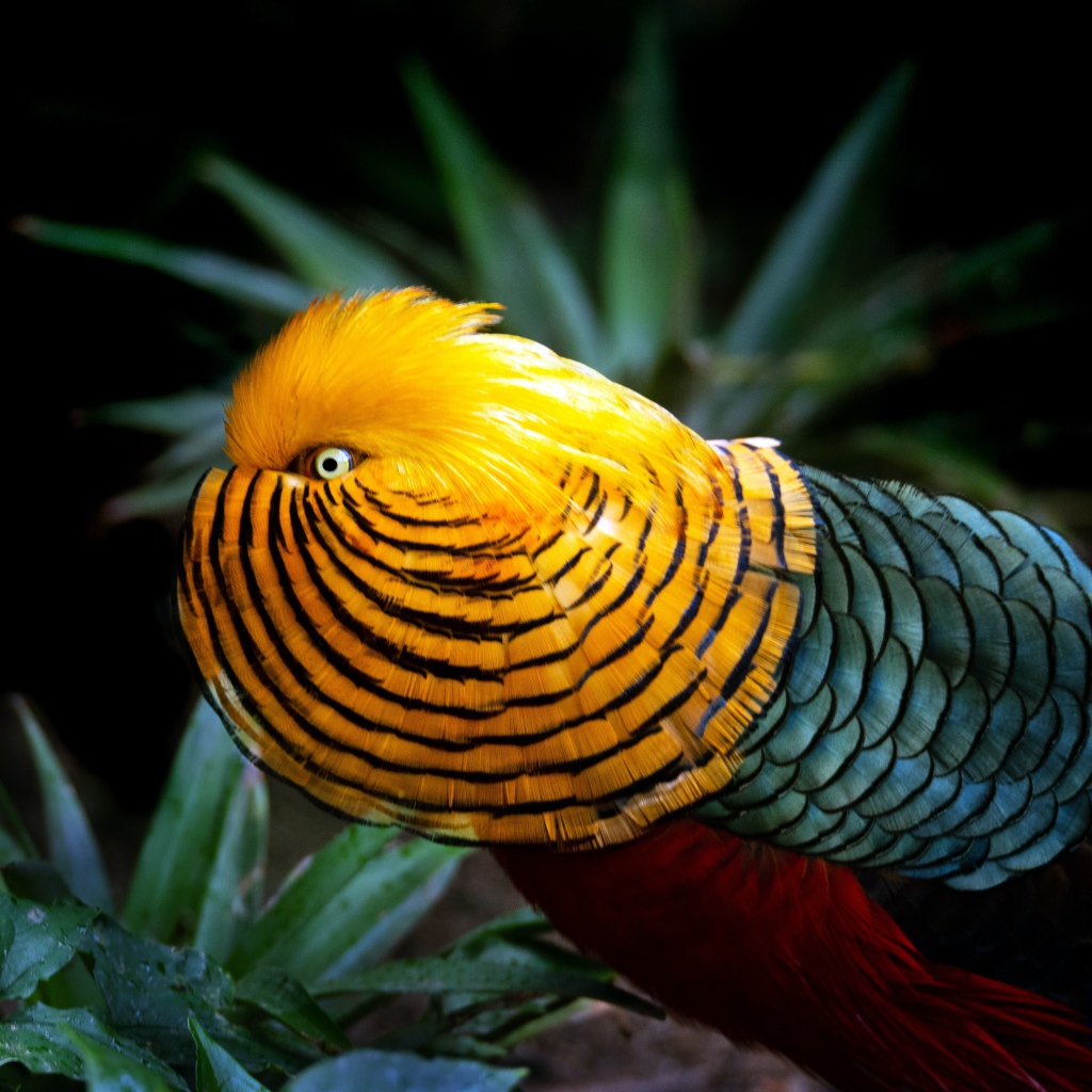 Красивый разноцветный золотой фазан в зеленых листьях 