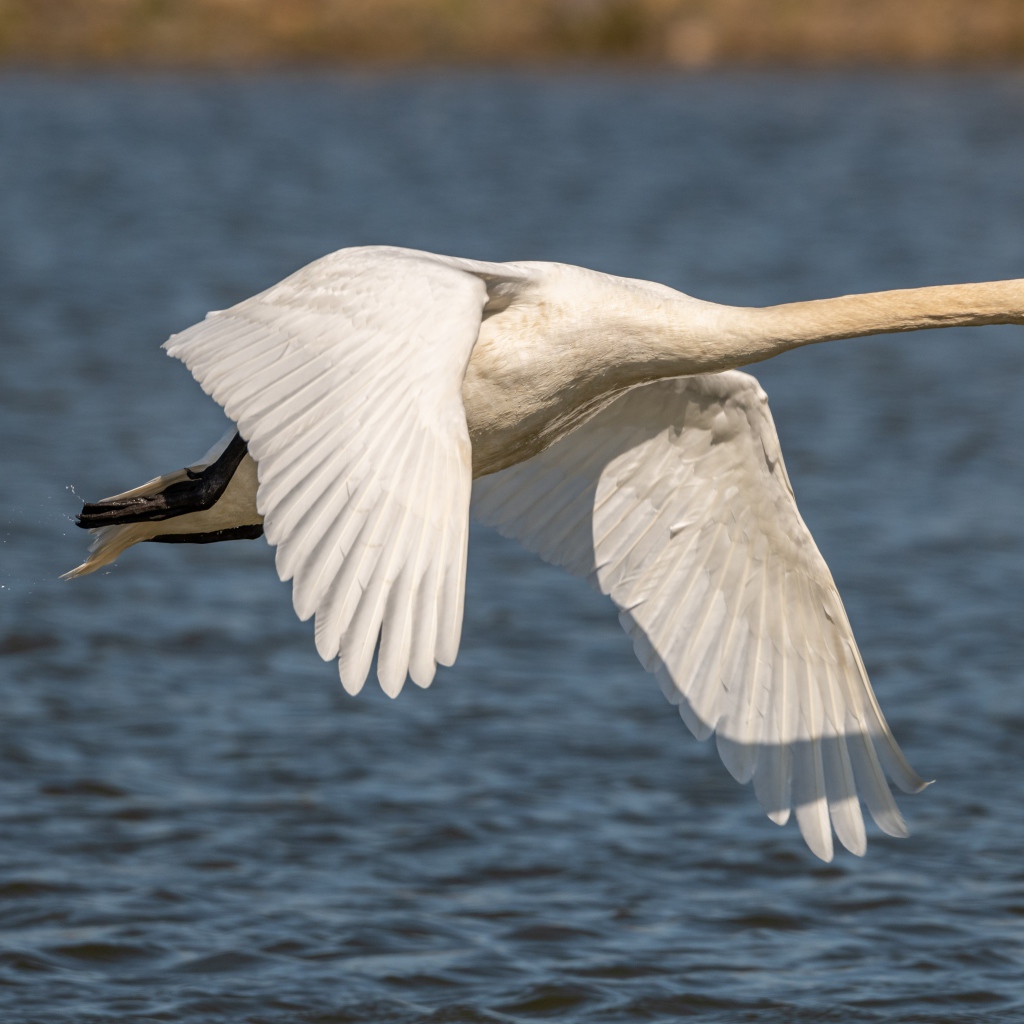Красивый белый лебедь летит над озером