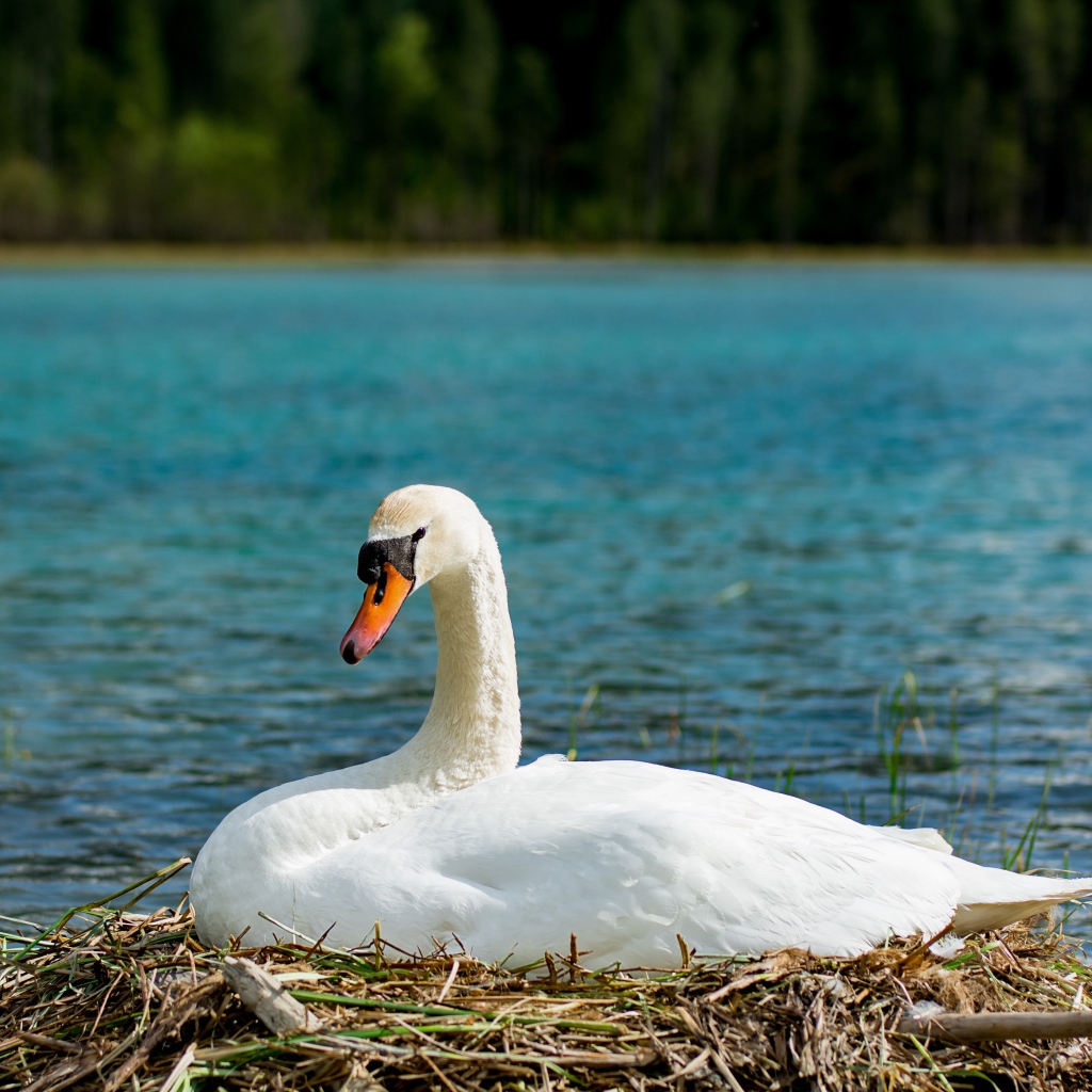 Красивый белый лебедь в гнезде у озера