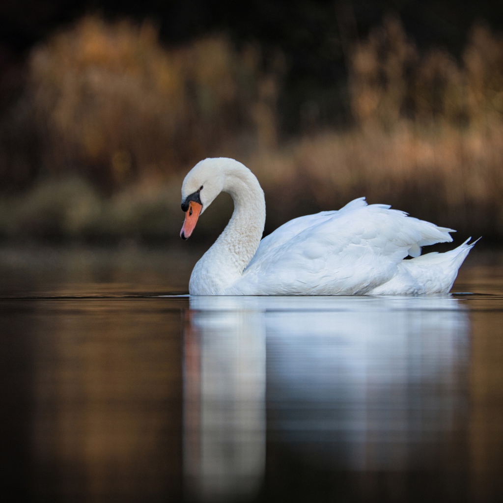 Красивый белый лебедь в спокойной воде озера 