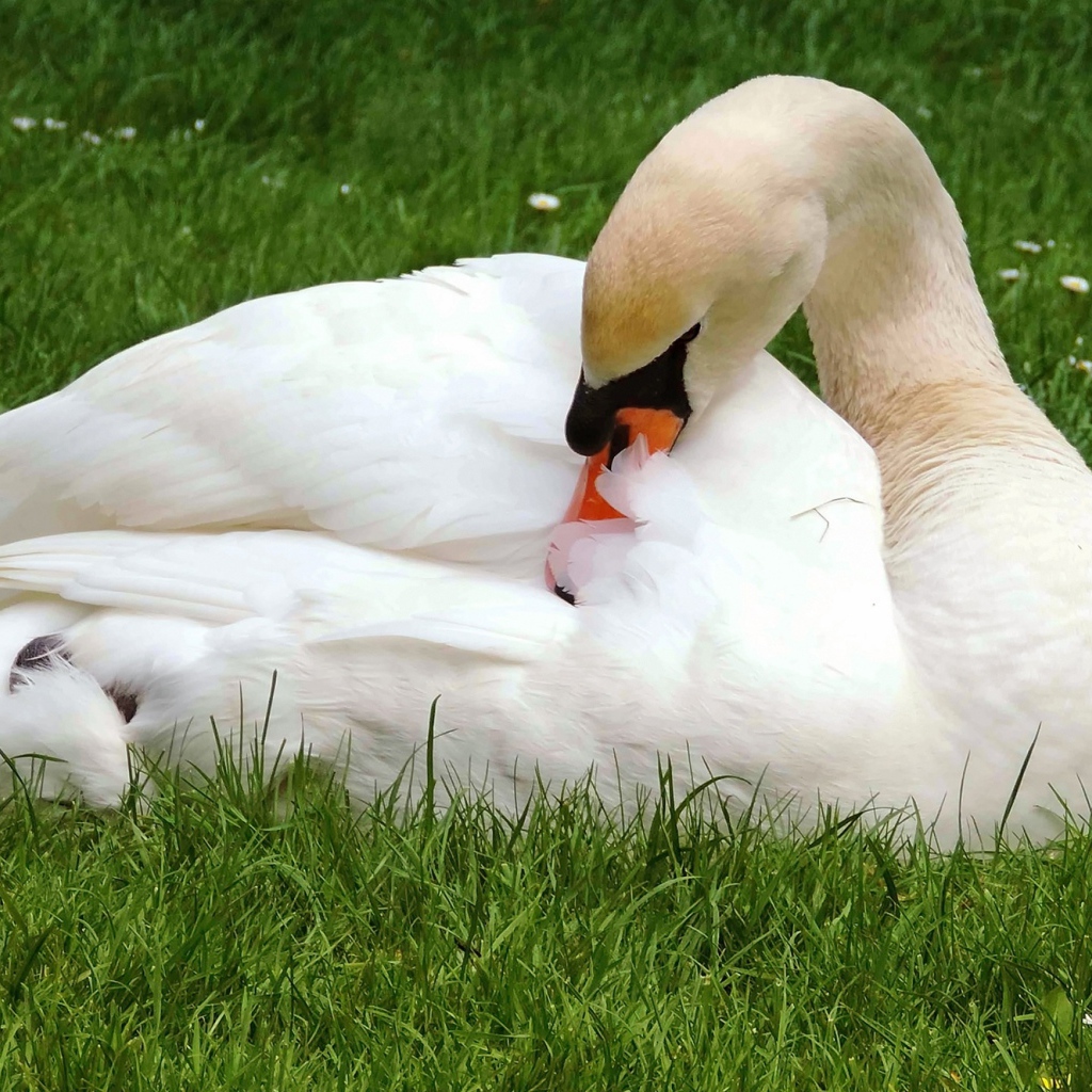 Красивый белый лебедь лежит на зеленой траве 