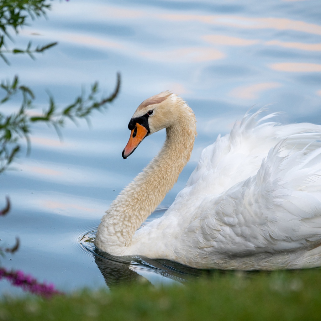 Красивый белый лебедь на берегу пруда 