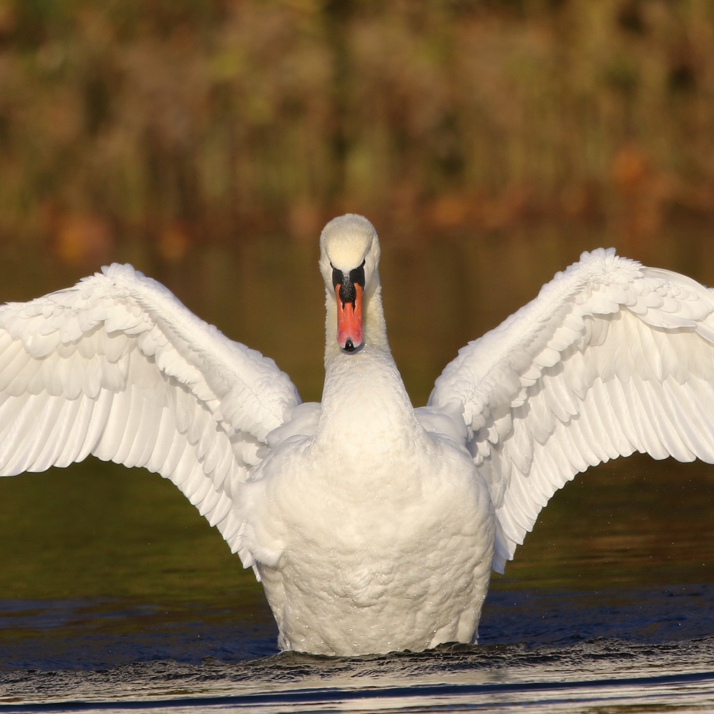 Красивый белый лебедь расправил крылья в пруду 