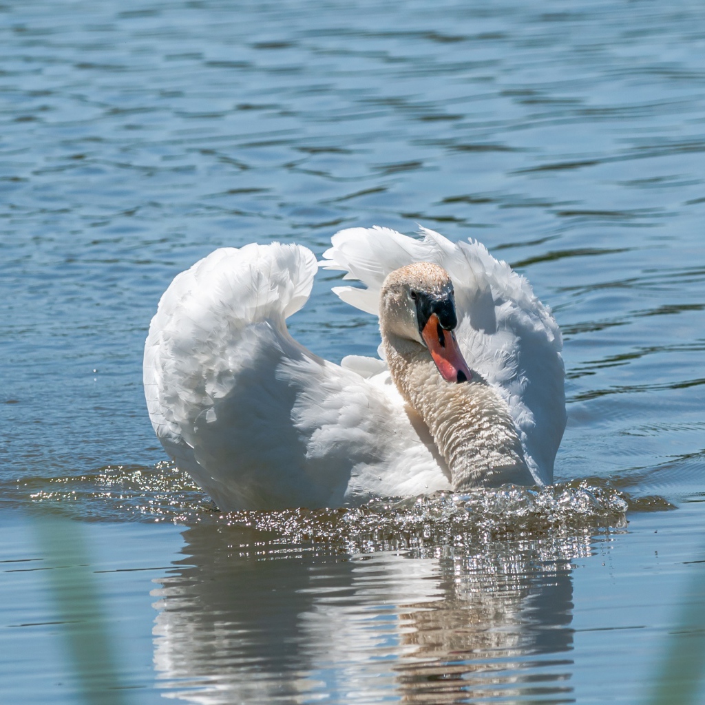 Beautiful white swan swims in the water