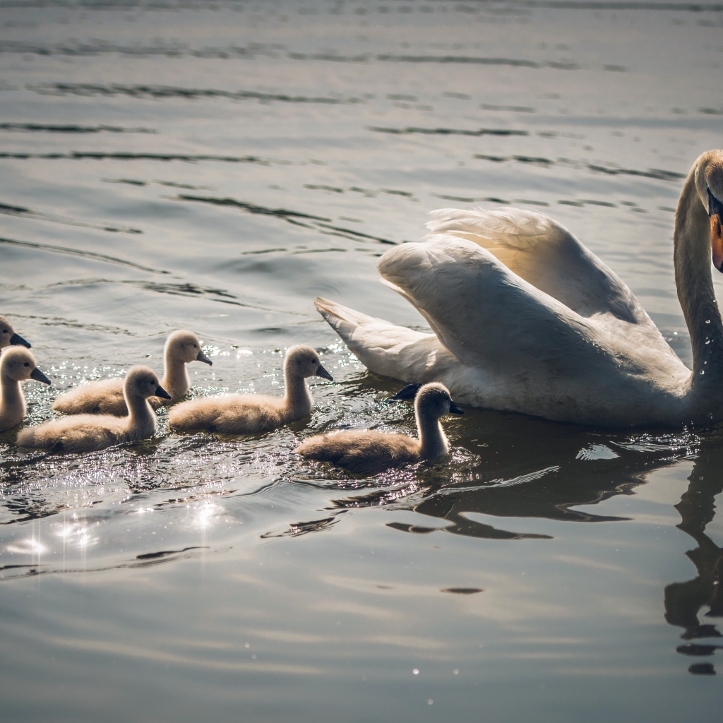 Красивый белый лебедь с птенцами в воде 