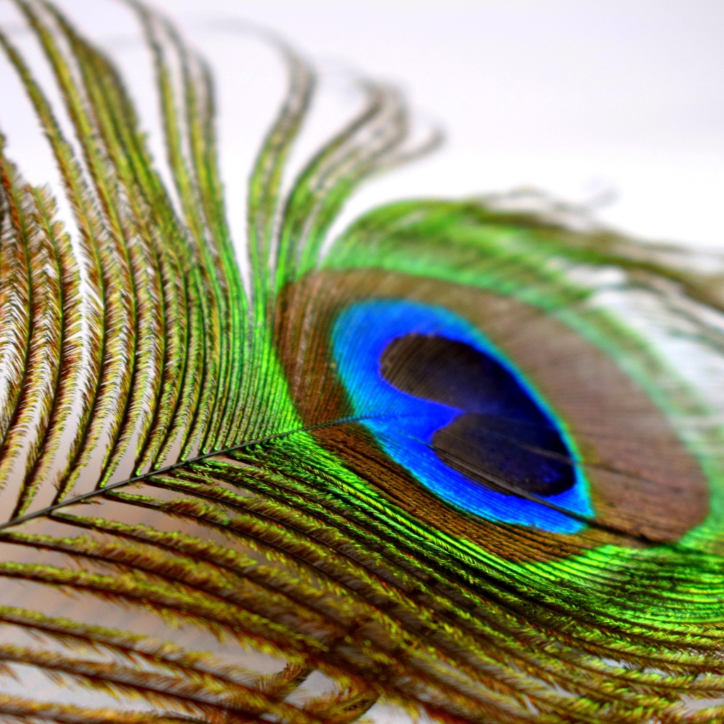 Большое красивое перо павлина крупным планом