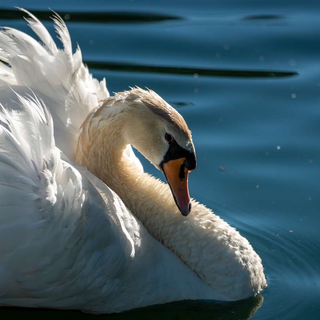 Большой красивый белый лебедь в воде крупным планом