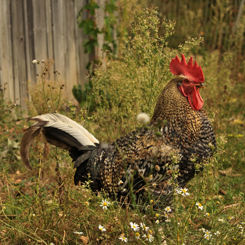 Большой коричневый петух у забора 