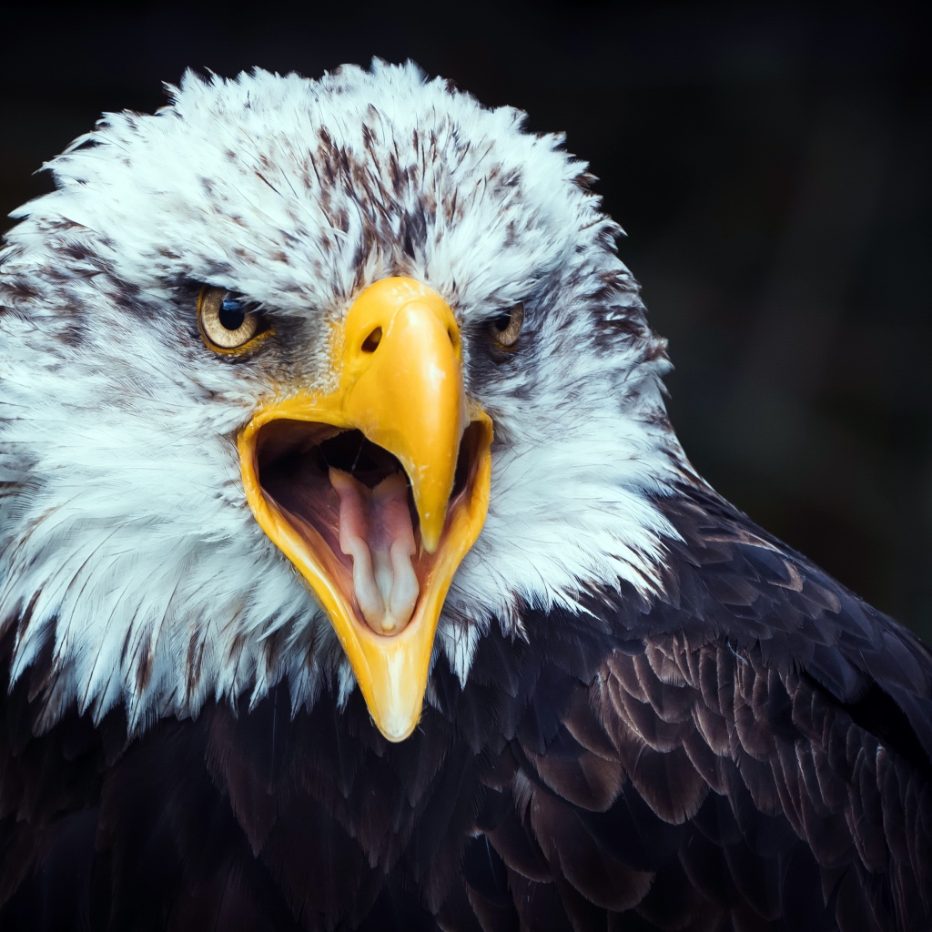 Большой орел открытым желтым клювом 