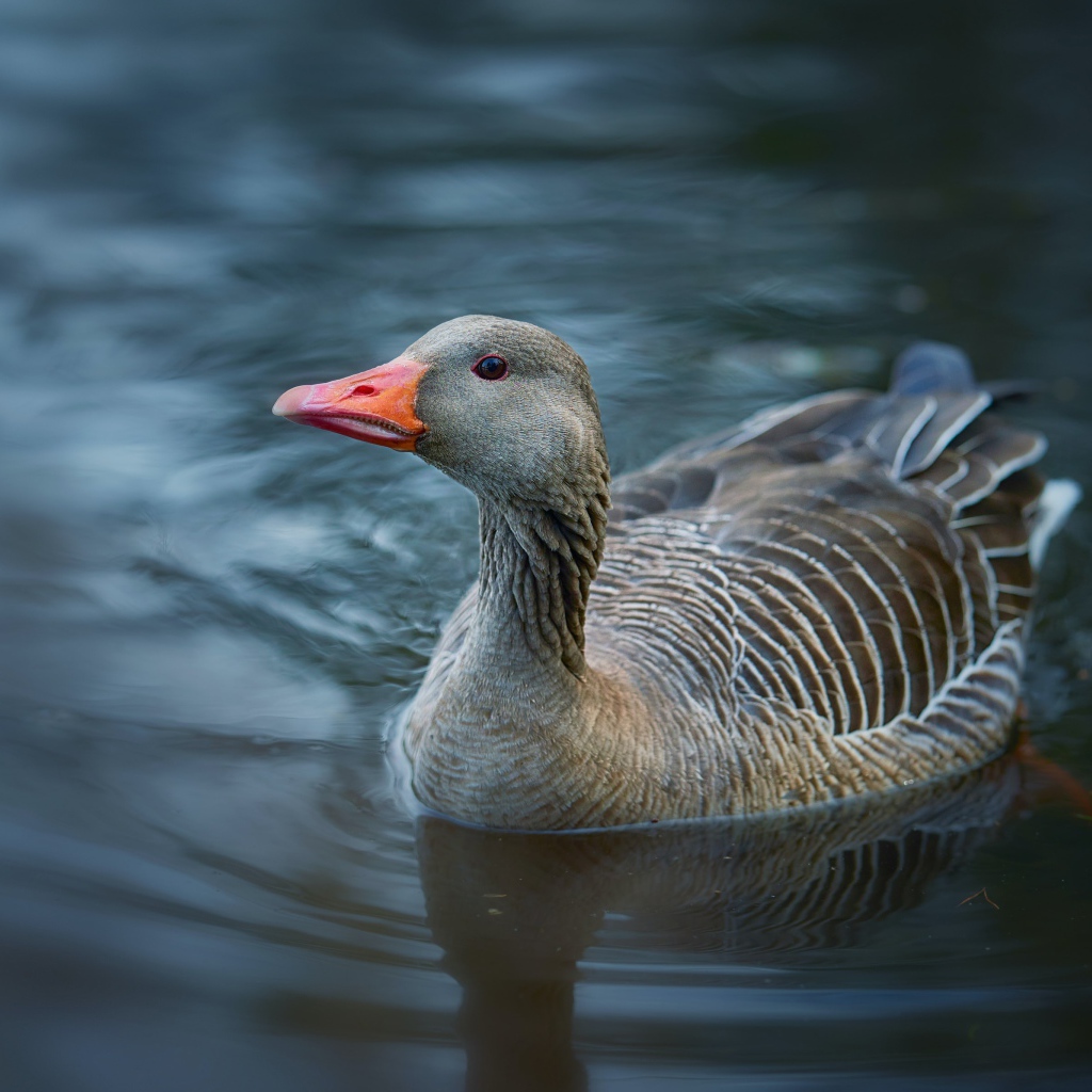 Большой серый гусь плавает в воде 