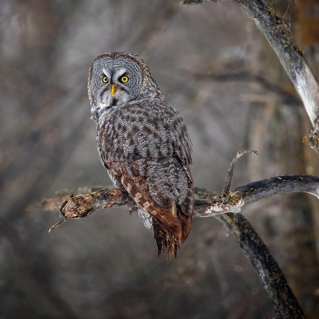 Большая серая сова с желтыми глазами на ветке в лесу