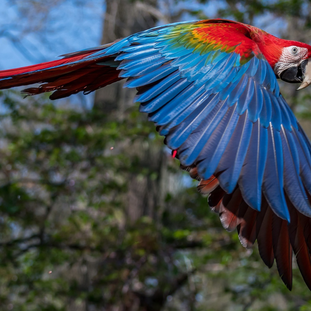 Большой попугай ара летит в воздухе 