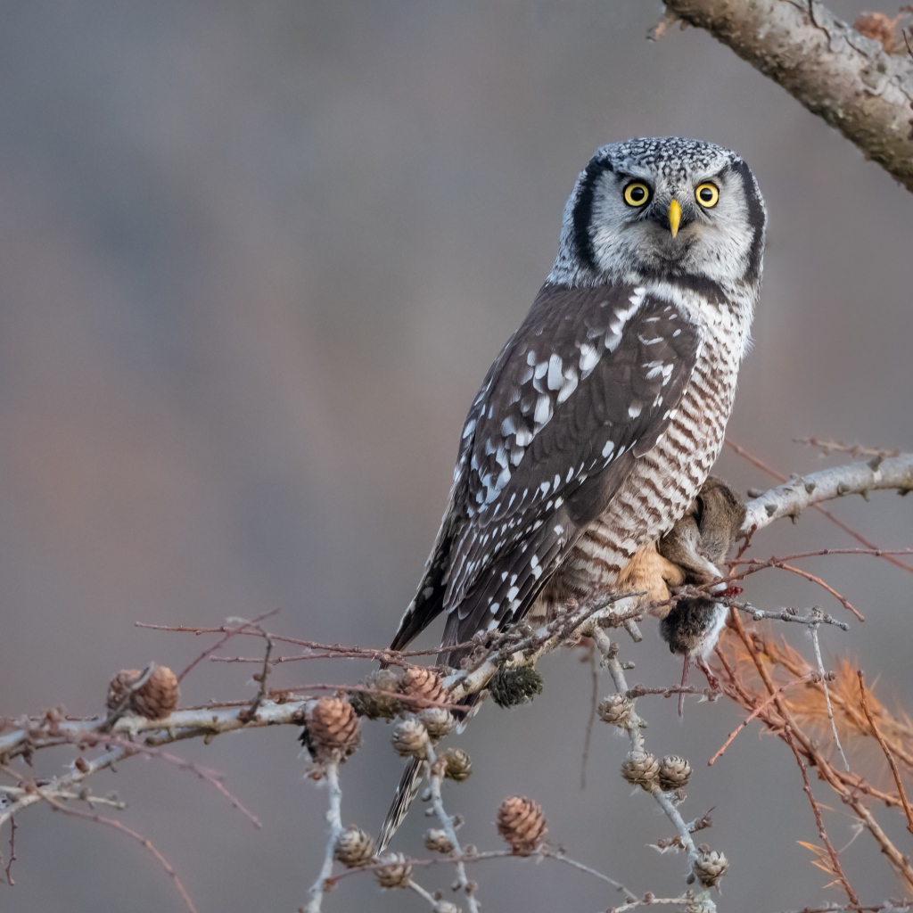 Большая сова сидит на ветке с добычей 