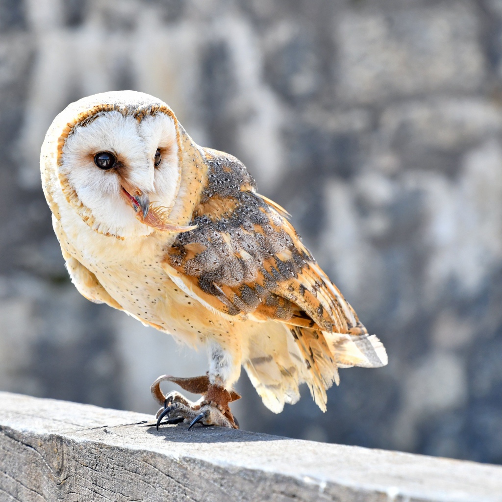 Большая сова сидит на заборе 