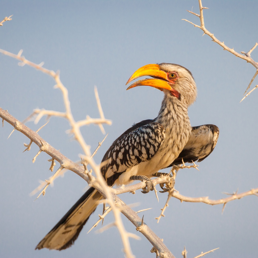 Большая птица носорог сидит на ветке 