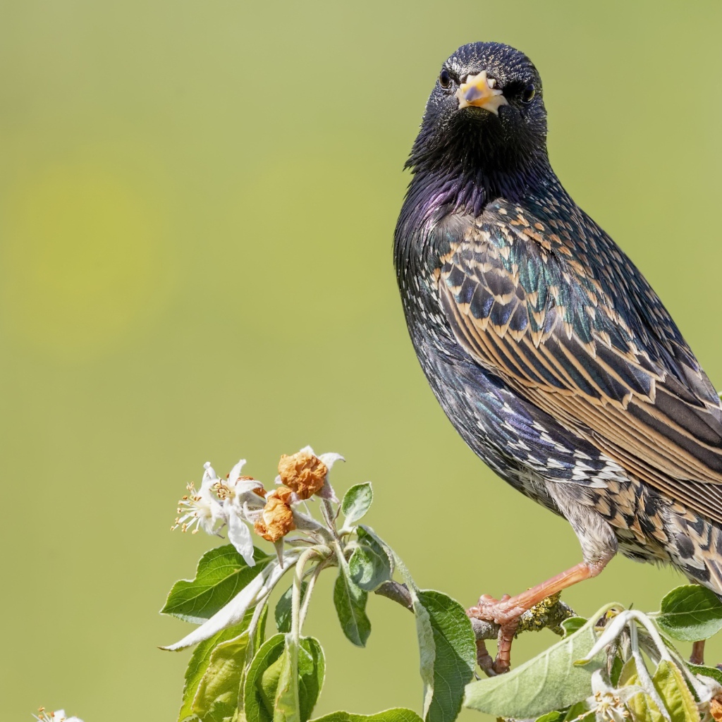 Большой скворец сидит на ветке дерева 