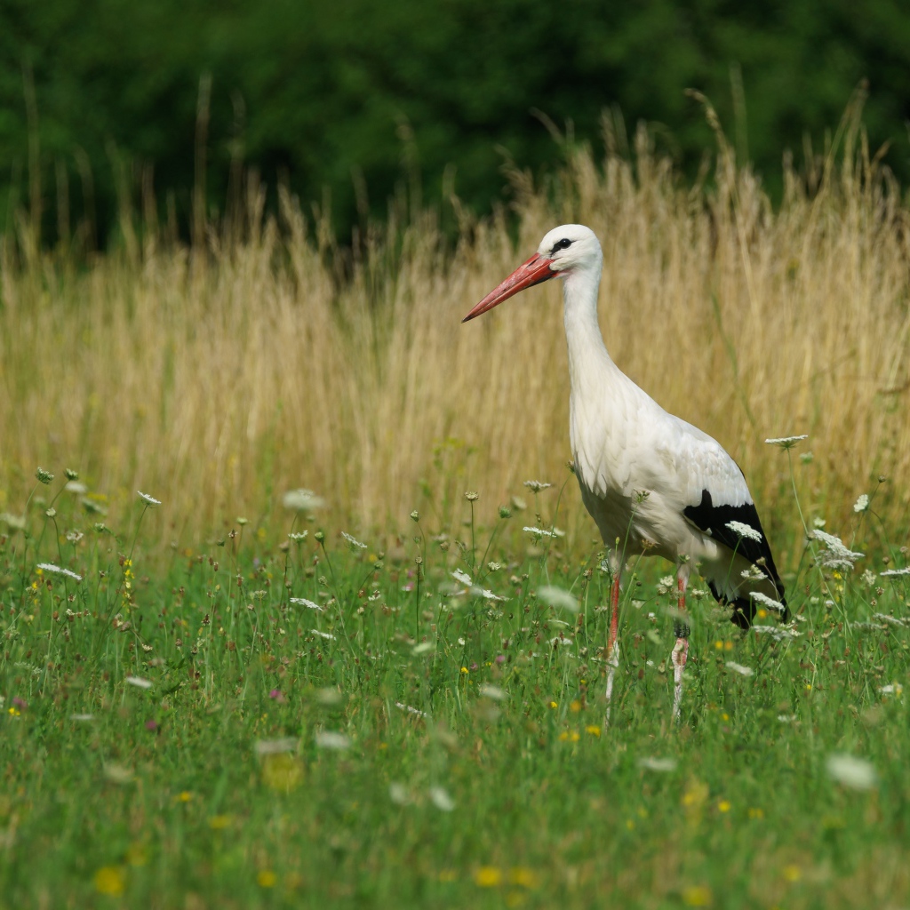 Big stork walks on green grass