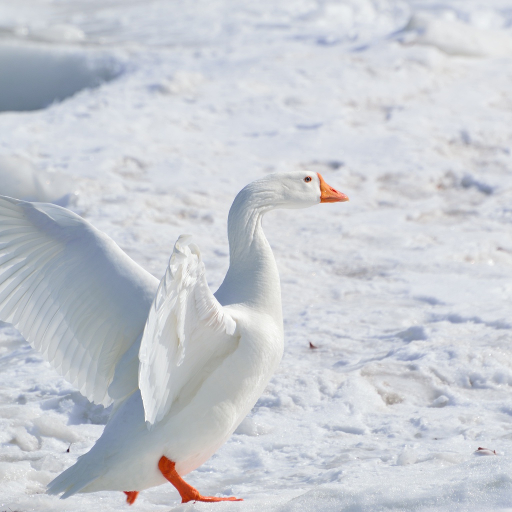 Большой белый домашний гусь на снегу 