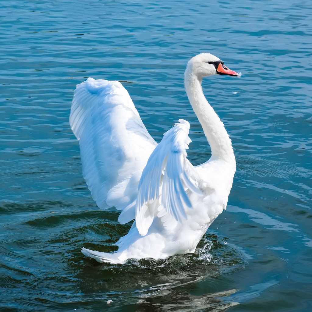 Большой белый лебедь взлетает на воде 