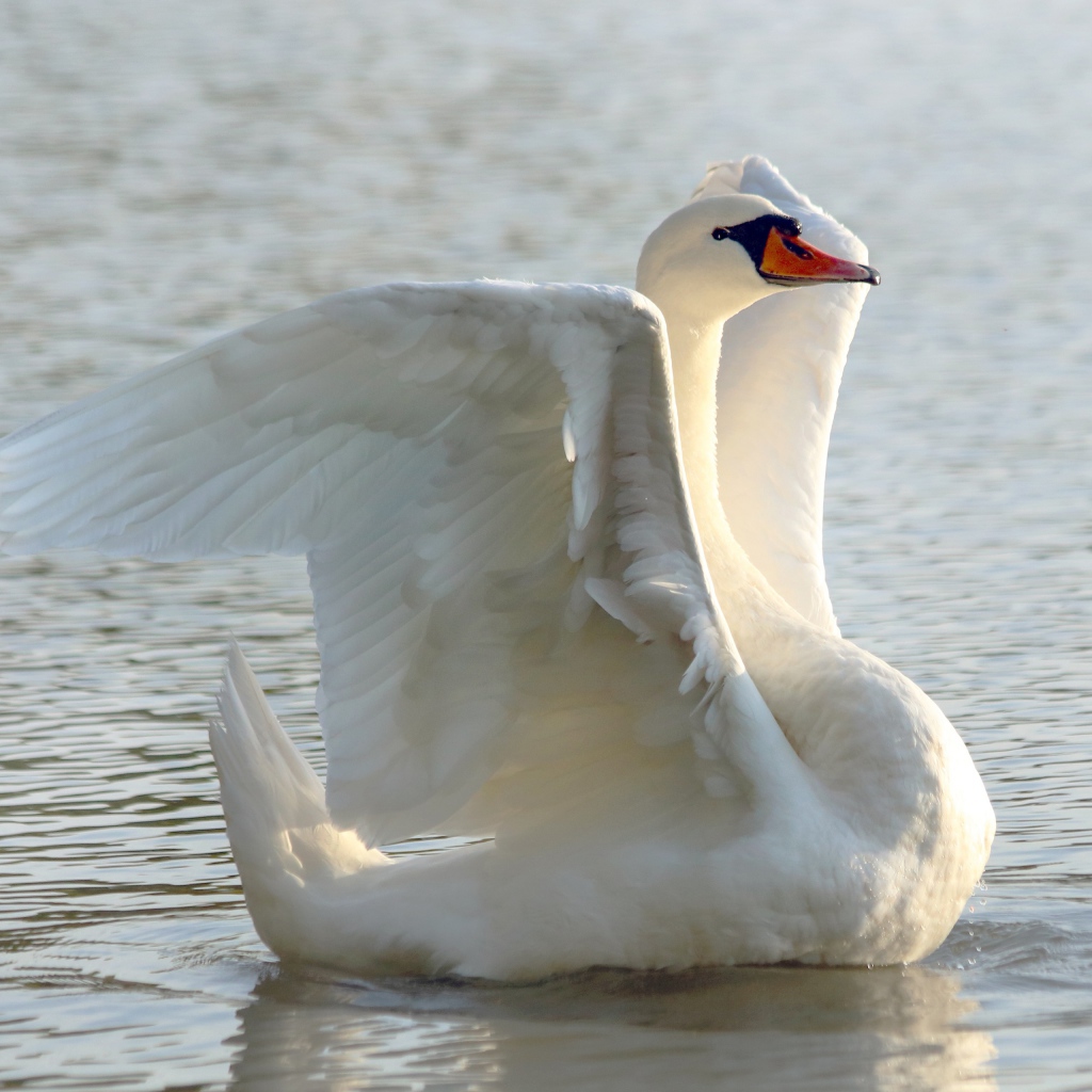 Большой белый лебедь расправил крылья в пруду