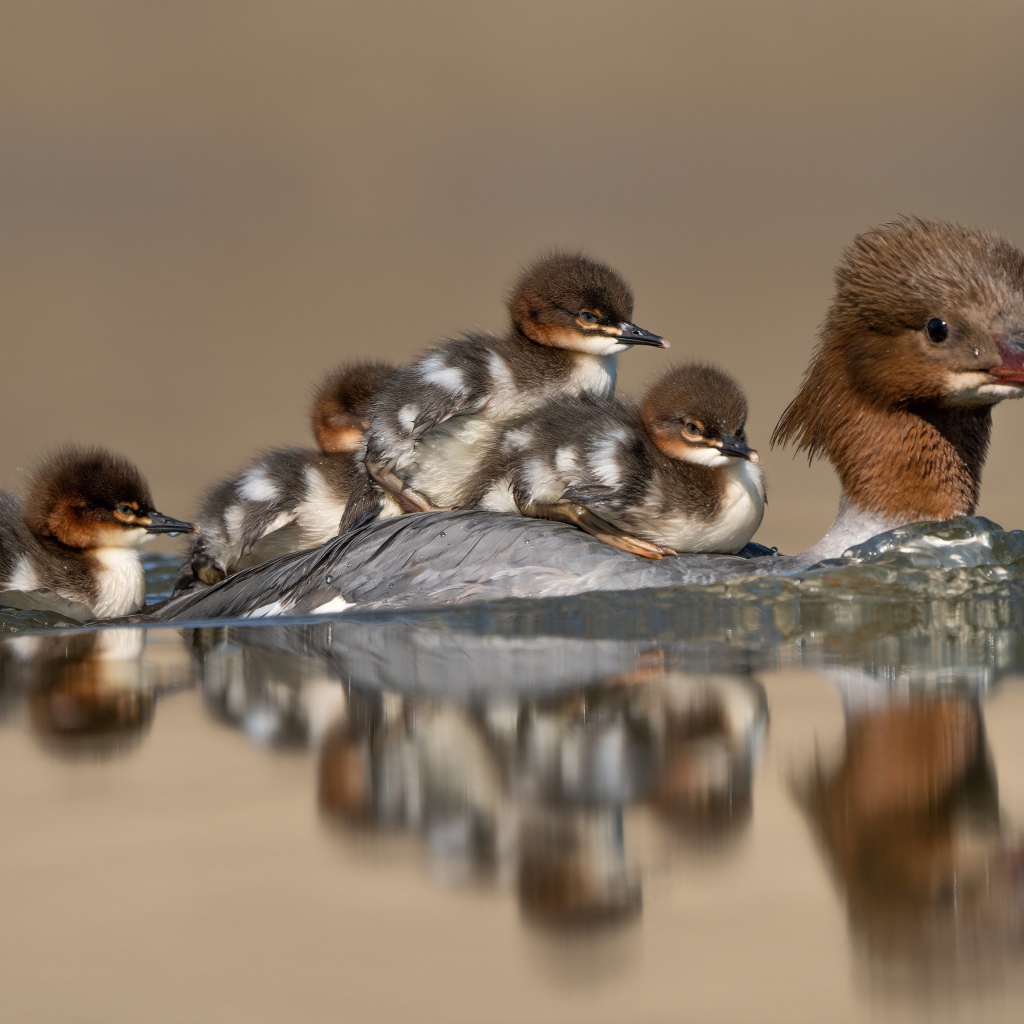 Птица в воде с маленькими птенцами 