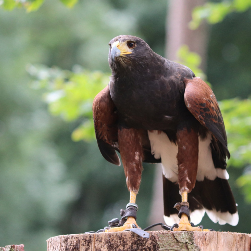 Хищная птица сидит на пне 