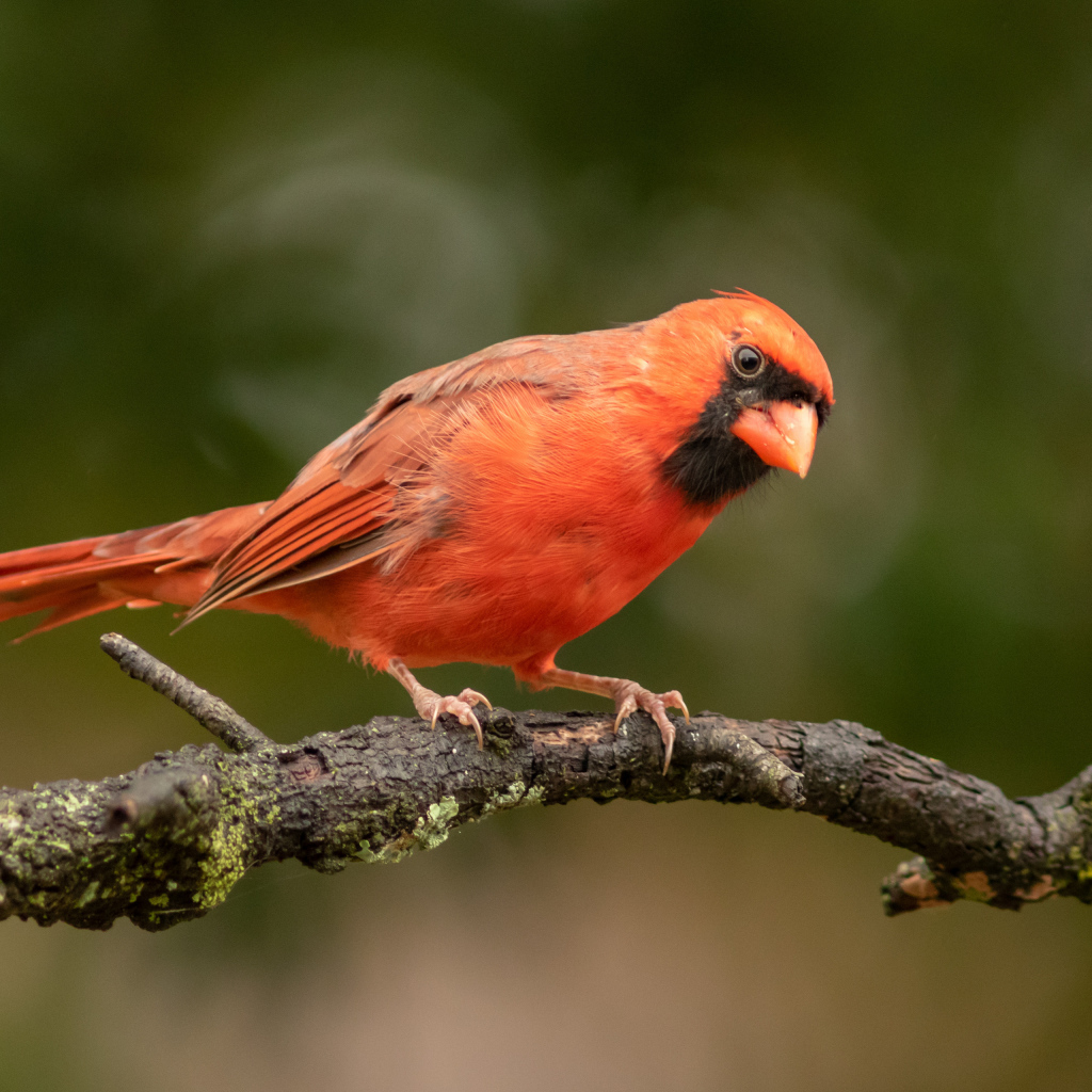 Птица красный кардинал на ветке дерева