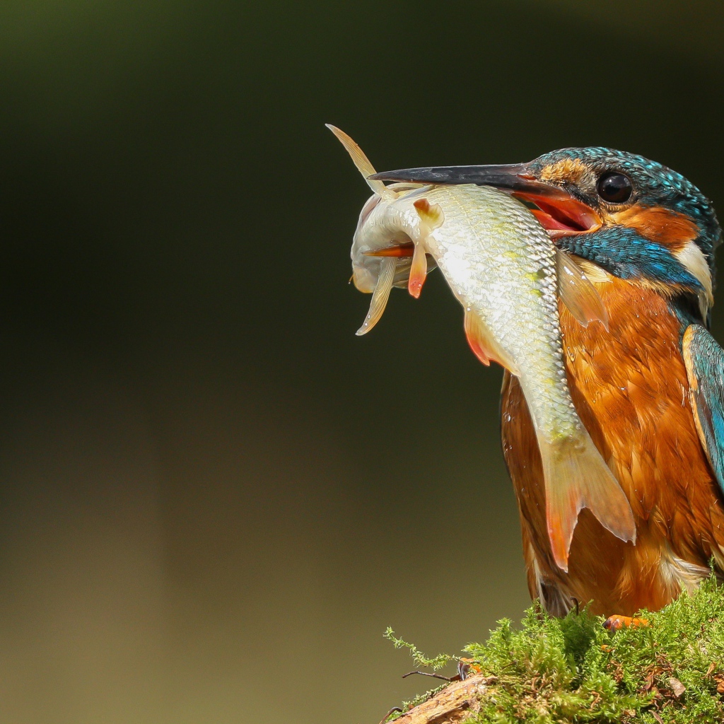 Яркая птица зимородок с рыбой в клюве