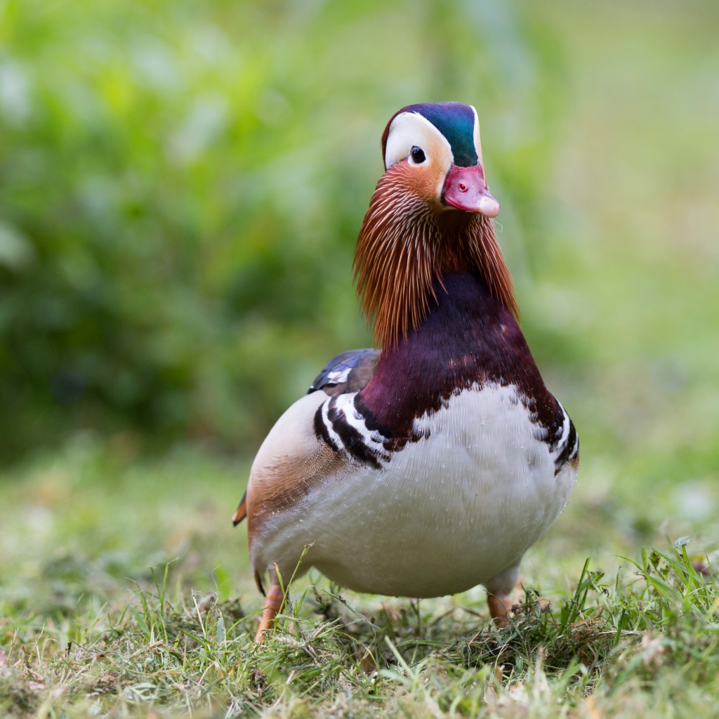 Милая уточка мандаринка идет по траве