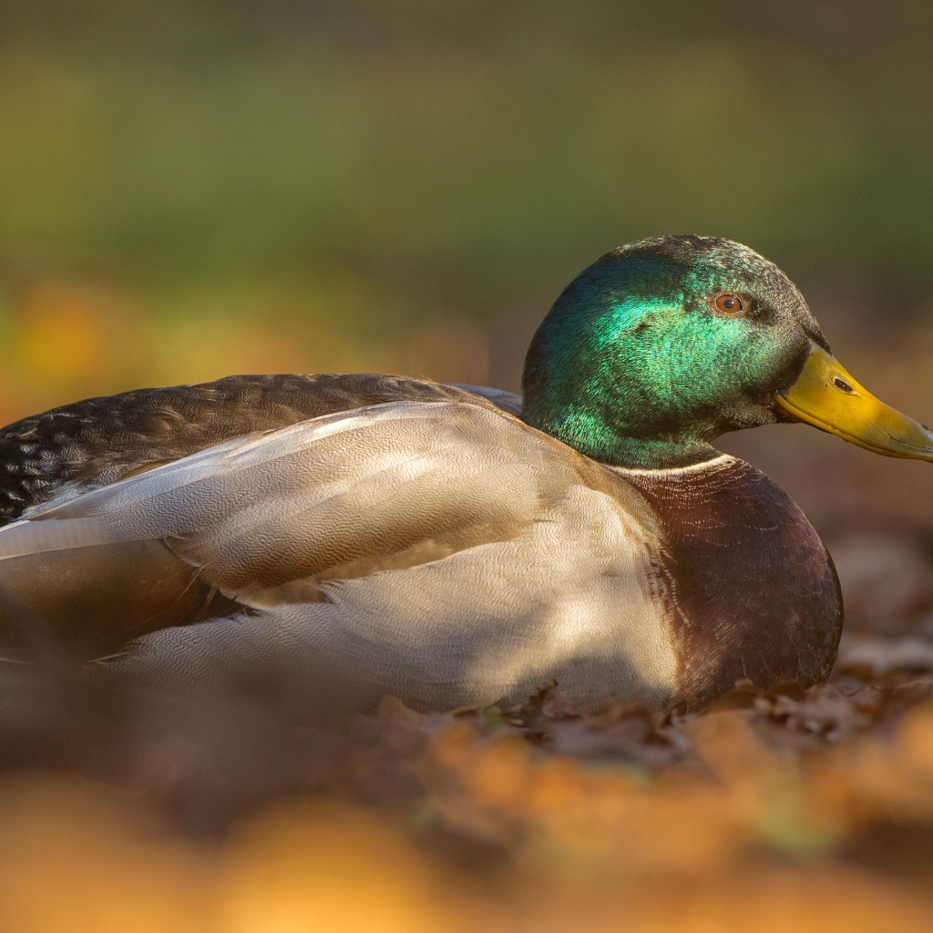 Утка сидит на сухой листве 