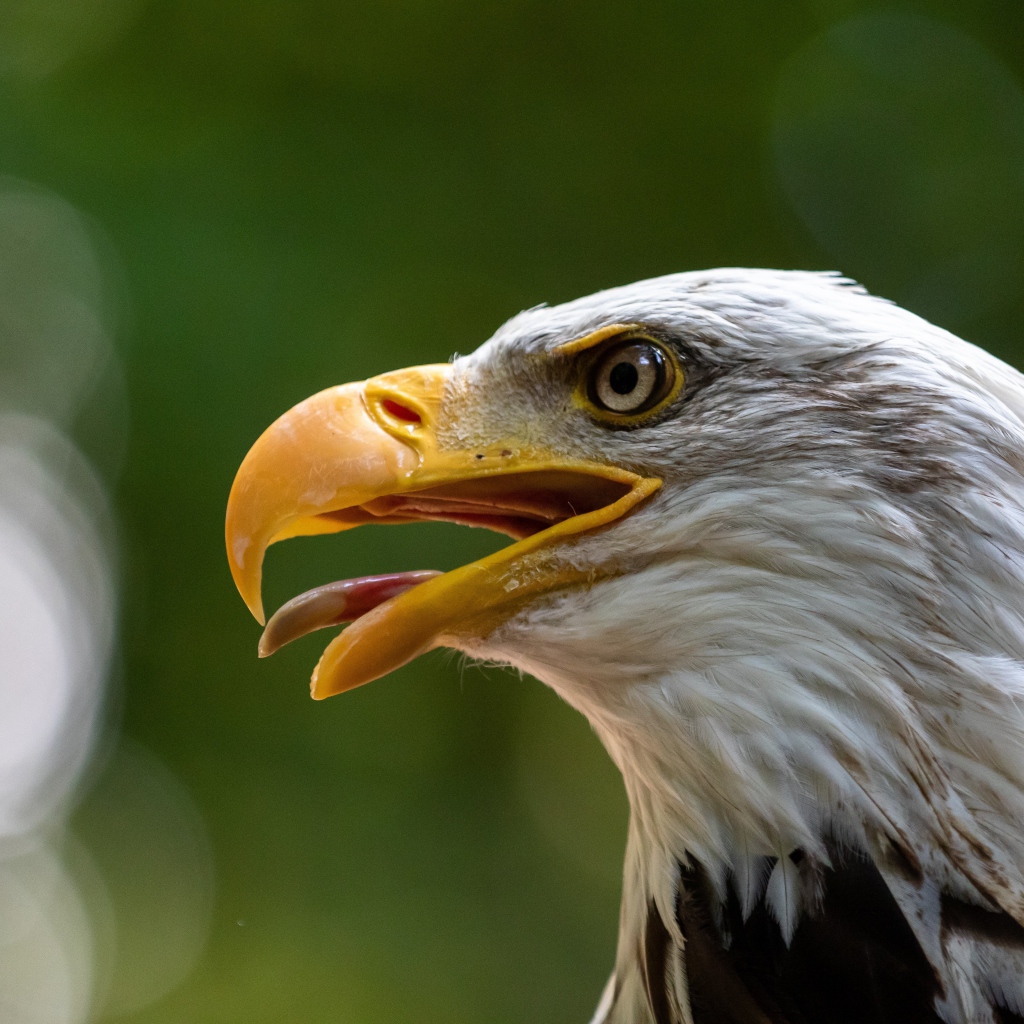 Орел с острым открытым клювом 