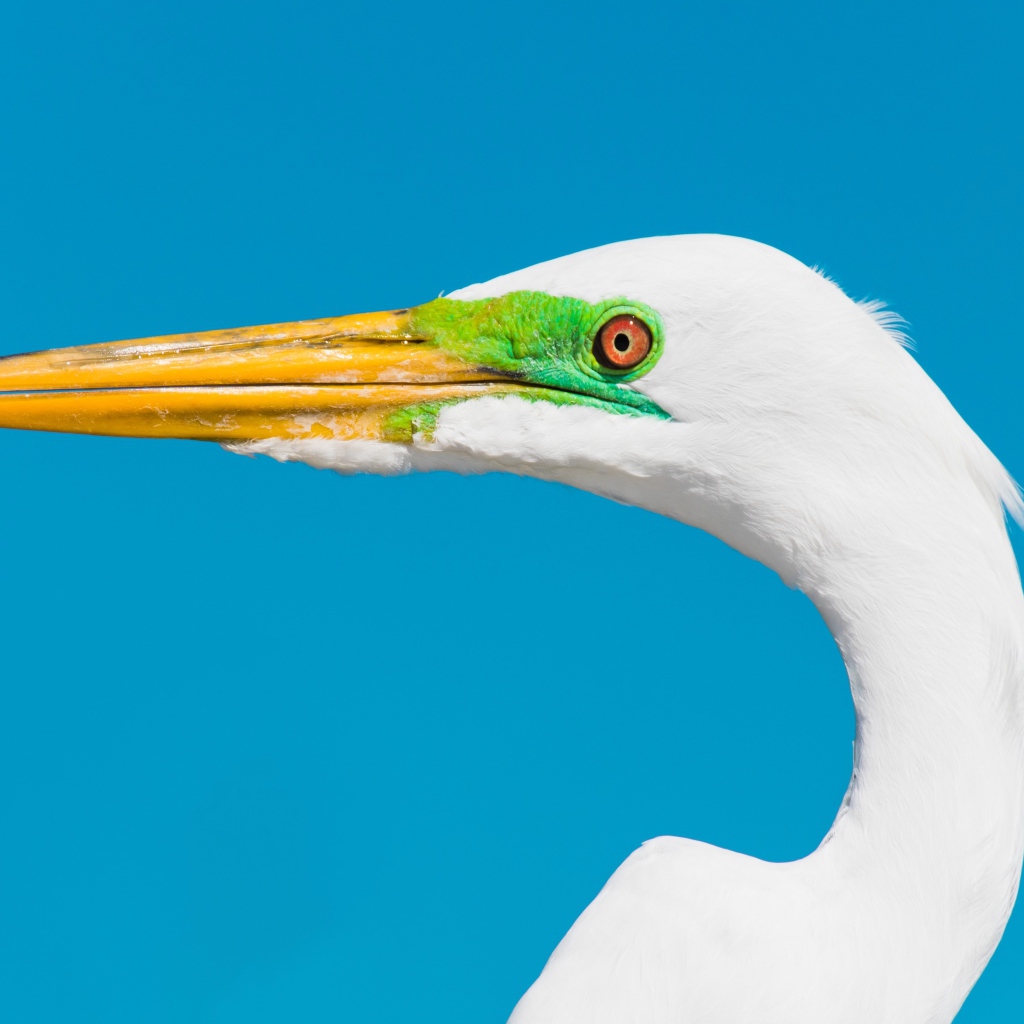 Голова белой цапли с острым клювом на голубом фоне 