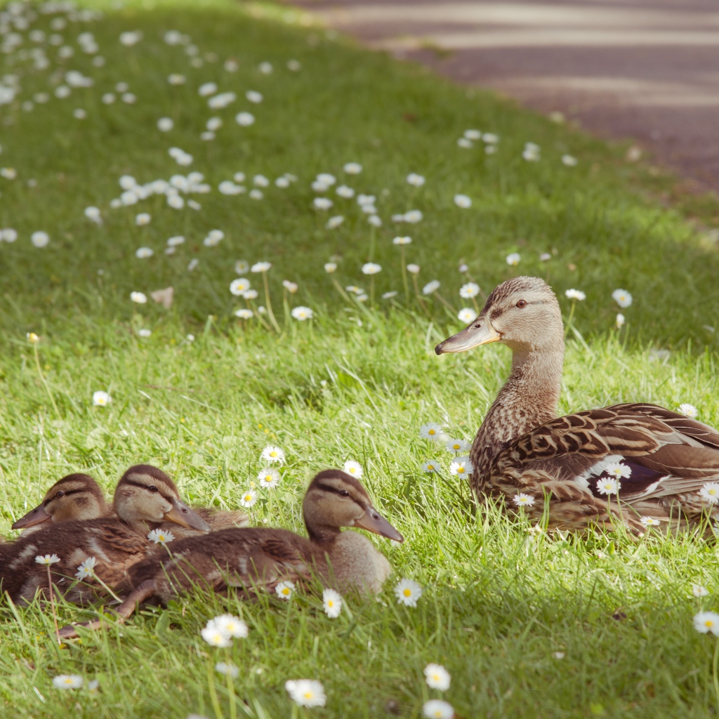 Серая утка с утятами на зеленой траве с белыми ромашками