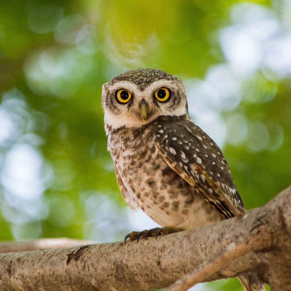 Серая сова с  большими желтыми глазами на дереве