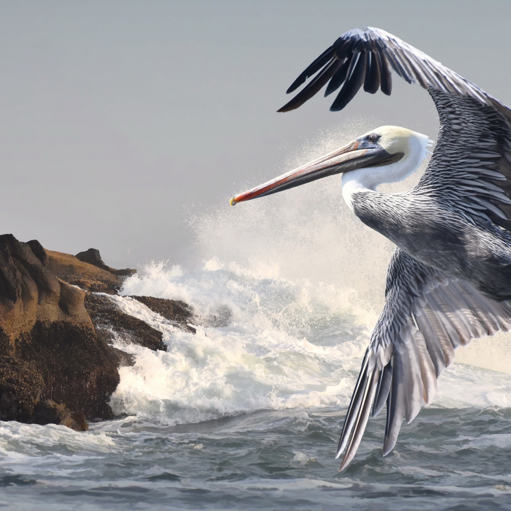 Большой пеликан летит над морскими волнами
