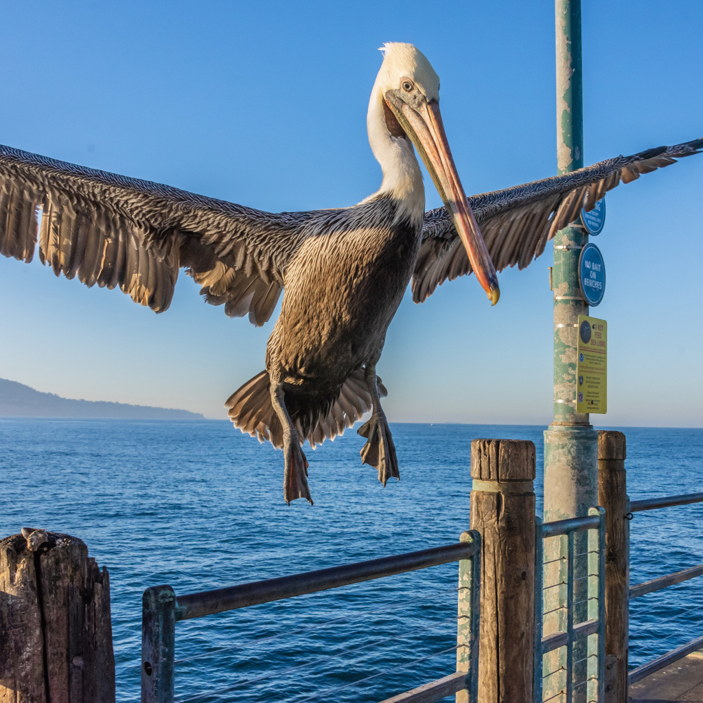 Большой пеликан садится на перила 