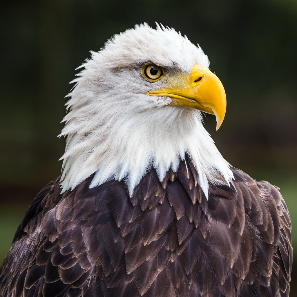 Большой белоголовый орлан с острым желтым клювом