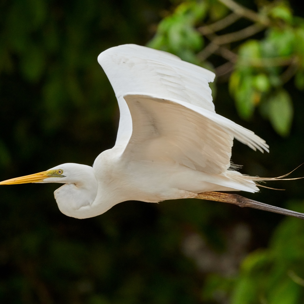 Большая белая цапля пролетает над землей