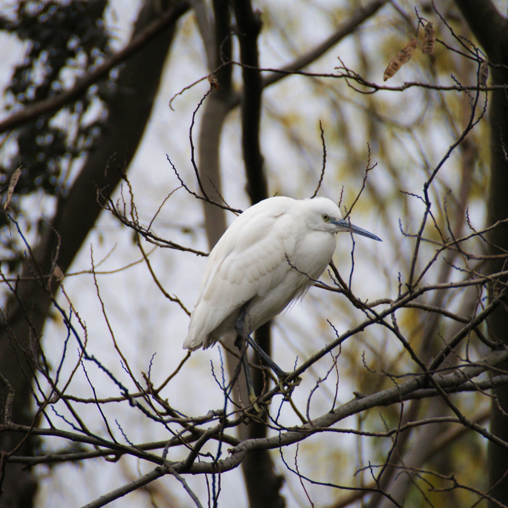 Большая белая цапля сидит на ветке дерева 