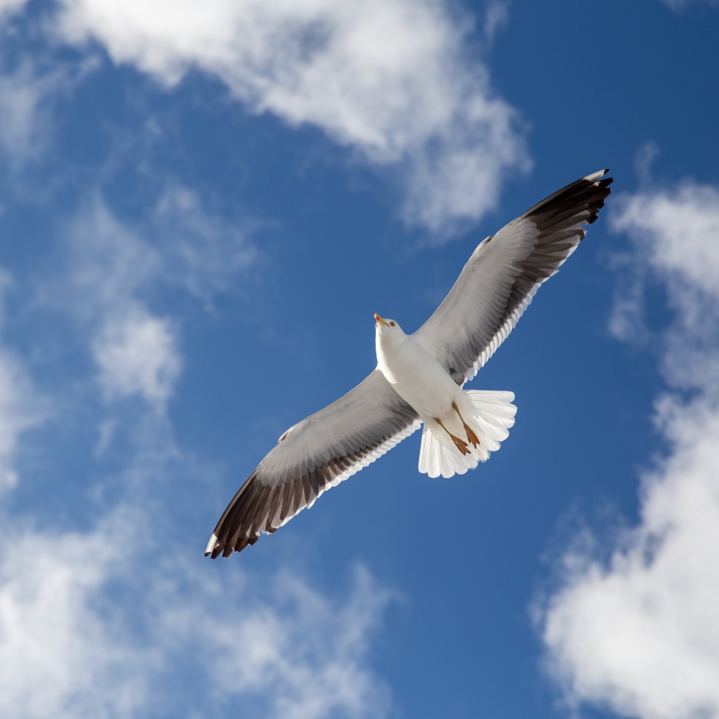 Большая серая чайка в голубом небе 