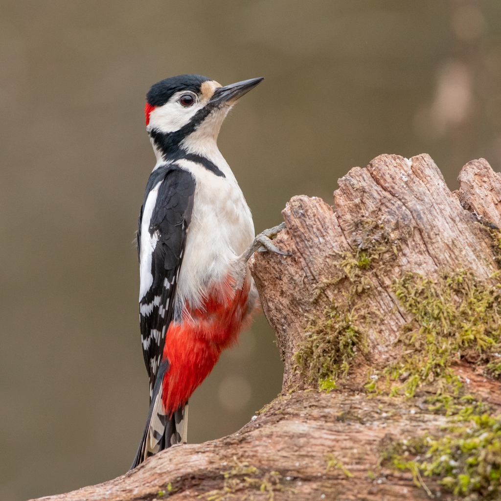 Большой пестрый дятел сидит на сухом дереве 
