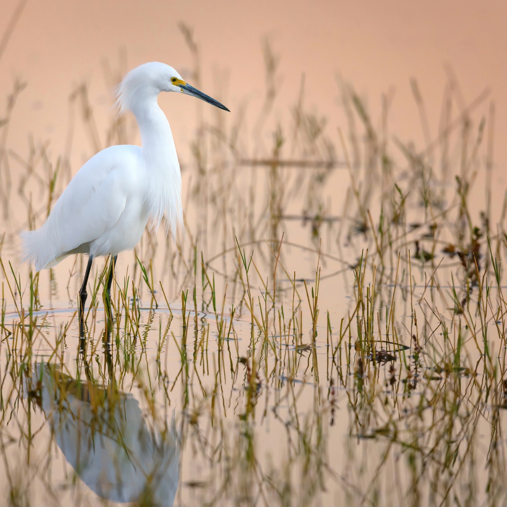 Большая белая цапля в воде на охоте
