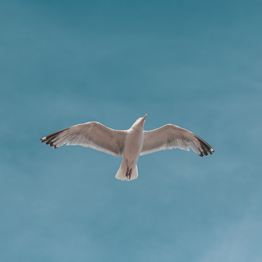 Большая белая чайка летит в голубом небе