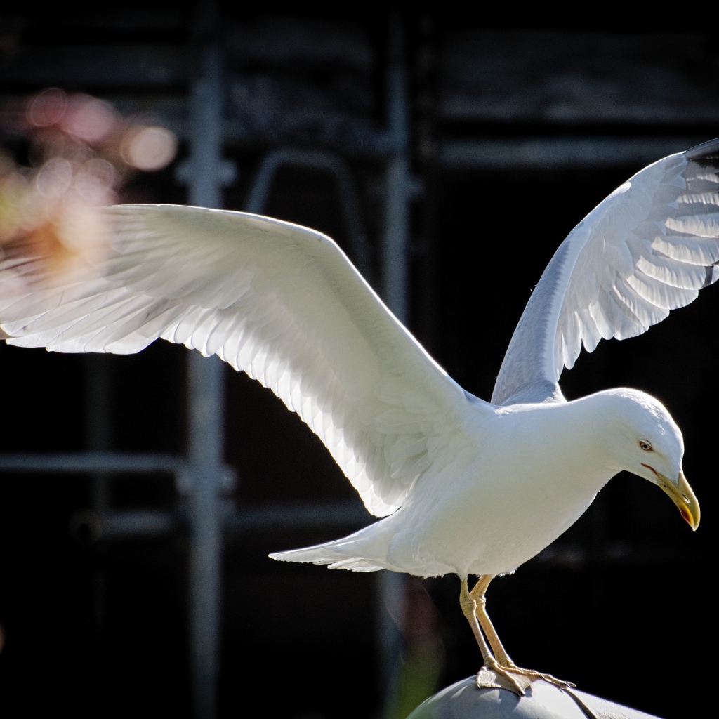 Большая белая чайка сидит на камне 