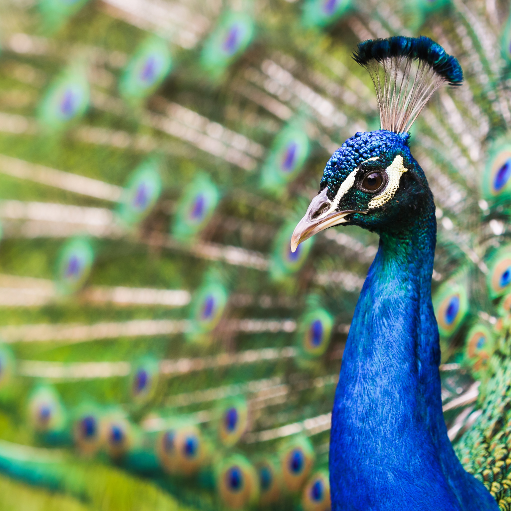 Голова голубого красивого павлина крупным планом