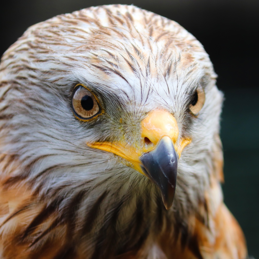 Голова хищного беркута с острым клювом
