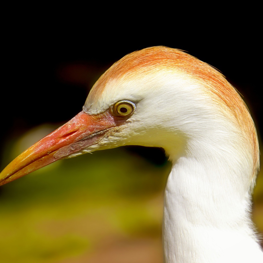 Голова цапли с острым клювом 