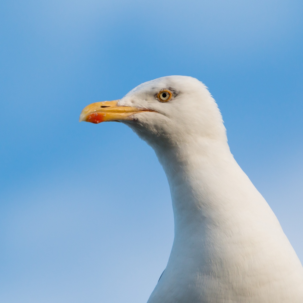Голова белой чайки на фоне голубого неба 